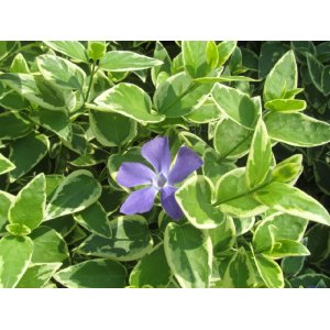 Zimozeleň väčšia (Vinca major)  ´VARIEGATA´ ∅ 30-50 cm, kont. C1.5L 
